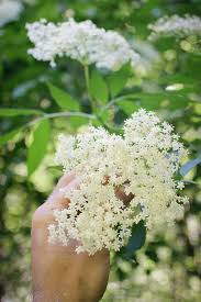 Holunder ist ein sehr vielseitiges beerenobst. Holunder Bluten Sirup Wildrezepte Jagd Und Naturerlebnisse