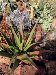 Image result for Aloe tauri