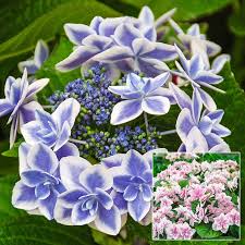 The hydrangea blooms will fade colors as they mature. Star Gazer Hydrangea Gurney S Seed Nursery Co