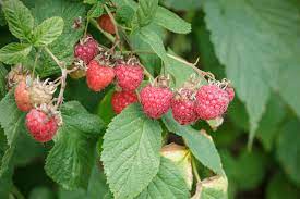 Wann ist die wohnung frei? Erntezeit Bei Himbeeren Wann Ist Es So Weit