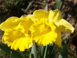 I don't want my flower beds and yard to. Flowers And Shrubs That Deer Won T Eat Dengarden