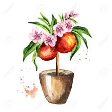 Peach trees produce more fruit as they grow older and become large enough to support the extra weight. Peach Tree With Fruits Flowers And Leaves Watercolor Hand Drawn Illustration Isolated On White Background Stock Photo Picture And Royalty Free Image Image 99340159