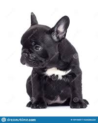 Check spelling or type a new query. La Pequena Raza Negra De Cachorro Perro Negro Imagen De Archivo Imagen De Mirada Perrito 159136267
