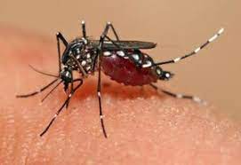 Call us to get rid of all unwanted pests in your home and garden. Pest Control Canyon Lake Tx Exterminators For The Canyon Lake Area