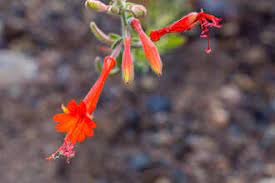 Plant Of The Month Farewell To Spring