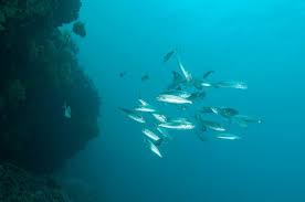 Image result for Boops boops