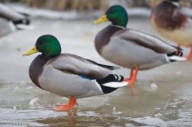 نتیجه جستجوی لغت [canard] در گوگل