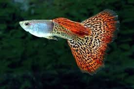 See more ideas about guppy fish, betta, guppy. Pin By Leola Butcher On Bettas Guppy Fish Fish Breeding Guppy