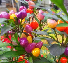 Bolivian rainbow chili peppers the beautiful ornamental bolivian rainbow peppers have this beautiful ornamental chile variegates with green and purple foliage and purple blossoms the. Growing Pepper Plants Step By Step Chilepeppers Com