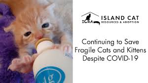 See a list of seven places to get free you can also sort by 'lowest price,' bringing the free kittens up to the top of your results. Island Cat Resources And Adoption