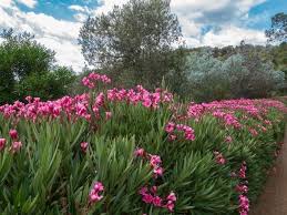 Er, nerium oleander calypso, steht seit 11 jahren im. Den Oleander Schneiden Expertentipps Fur Den Oleanderschnitt