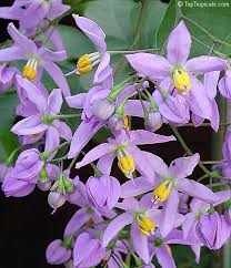 Image result for Solanum seaforthianum
