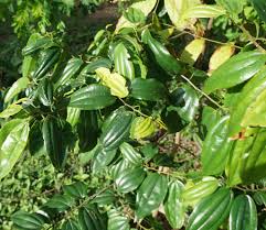 Image result for Lecaniodiscus fraxinifolius