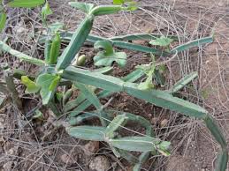 Image result for Cissus quadrangularis