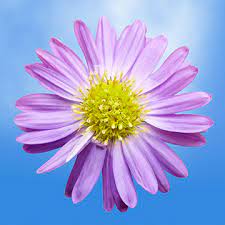 Purple Aster Flowers Free Delivery Aster Flower Flowers Online Flowers