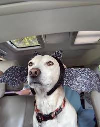 Sumo wrestler costume for dogs. My 10 Favorite Halloween Costumes For Your Dog One Up Max To Know Him Is To Love Him