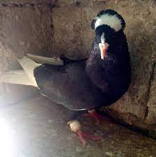 turkish pigeons turkish pigeons turk guvercinleri facebook