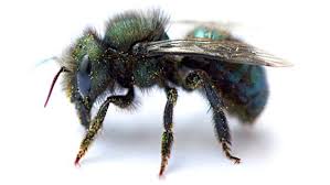 When we say metasocial, this means there is more than one generation of the bees in a single nest. Mason Bee Problems And Possible Solutions Benton Swcd