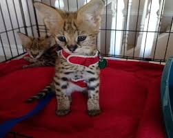 Caracal kittens for sale $2,000 san francisco,. Atlanta Serval Kittens And Caracal Kittens And Savannah Kittens Sale Exotic Shorthair Cat