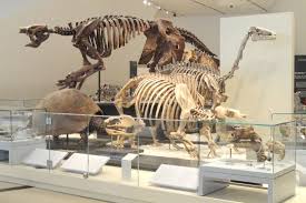 Dinosaur bones typically contain very little to no organic material, all of which has been long ago replaced by inorganic minerals as part of the plus, in fossils, the carbon is replaced by silicon, so you'd never expect to use carbon 14 to date it. How Carbon Dating Works