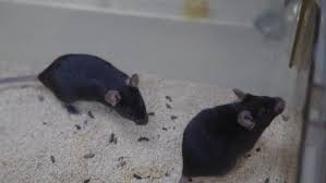 Four mice in good condition after arrival at China's space station |  Myanmar International TV