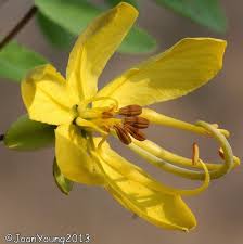 Image result for Cassia abbreviata