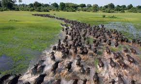 Creanavt Https Creanavt Tumblr Com Archive African Buffalo Most Beautiful Animals Animals Beautiful