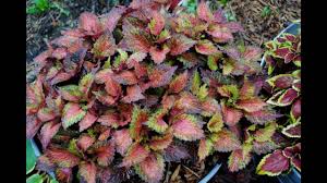 Menggambar mandala motif daun, tutorial mandala. Best Coleus Plant Photos Gambar Tanaman Miana Terindah Youtube