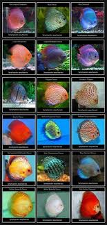 Types Of Discus Fish These Freshwater Fish Are Considered