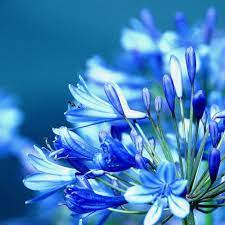 Agapanthus Lily Of The Nile African Lily Flower Guide Beautiful Flowers