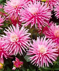 Avec leur port compact, ils conviennent également à une plantation en grands pots sur terrasses et balcons. Bolbloemen Bloemen In Potten Dahlia S