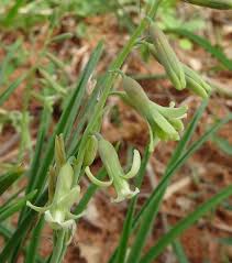 Image result for Dipcadi