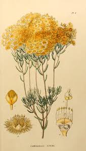 Image result for Helichrysum aureo-nitens