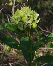 Image result for Asclepias adscendens
