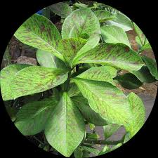 Image result for Euphorbia umbellata