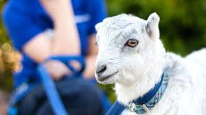 Turn your passion for animals into a career as you gain practical skills and build industry relationships. Acm20117 Certificate Ii In Animal Studies Rspca Nsw