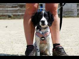 This only serves as a recommendation and does not guarantee the exact fit of the specified size on your dog. Annie 15 Week Old Springer Spaniel Puppy 2 Weeks Intensive Training Course Youtube