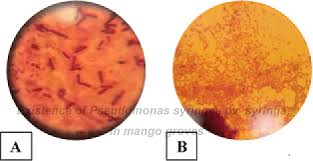 Image result for Pseudomonas syringae