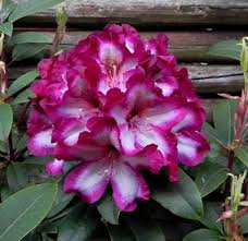 Rhododendron Hybrids Cultivars Midnight Mystique Season Plants Rhododendron Plants