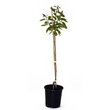 Fruit Tree Trees At Lowes Com