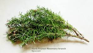 Image result for rosemary pruning