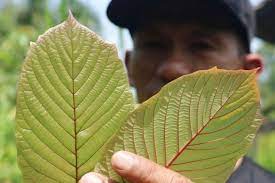 วันที่ 24 สิงหาคม 2546 เป็นวันที่พืชกระท่อมได้ถูกปลดออกจากกฎหมายว่าด้วยยาเสพติดให้โทษ ประเภทที่ 5 อันมีผลให้ผู้ที่ปลูกต้นกระท่อม ดื่มน้ำ. Fe276dulvzcrkm