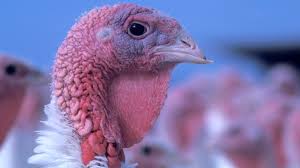 Below you'll find everything you need to know before you get an esa letter yourself and make your pet legitimate. Passenger Takes Turkey On Delta Flight As Emotional Support Animal And Now We Re So Confused