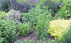 Herbs that cool the blood. Types Of Heat Loving Herbs The Home Depot