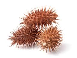 Xanthium Sibiricum | Medical Herbs