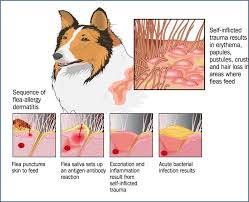 Characterized by reddened circles around red spots, flea bite rashes turn white when they are pressed and often grow or spread over time. Flea And Fly Bite Hypersensitivity What Every Nurse Needs To Know The Veterinary Nurse