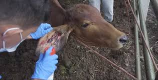 Gusano barrenador infecta a 30 nicaragüenses mientras avanza su propagación en las fincas