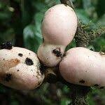 Image result for Polyceratocarpus