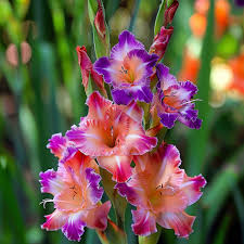 Image result for Gladiolus permeabilis