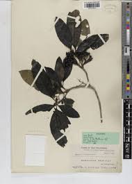 Image result for Coptosperma rhodesiacum